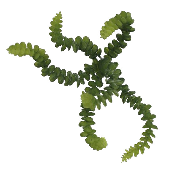 Artificial Plant Baby's Necklace Succulent