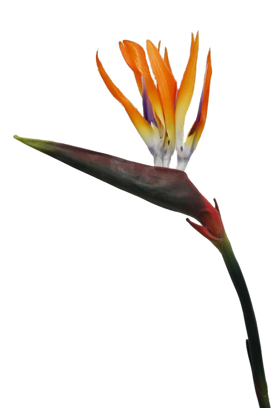 Artificial Plant Birds Of Paradise Orange