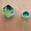 Planter Wall Hexagon Turquoise Large